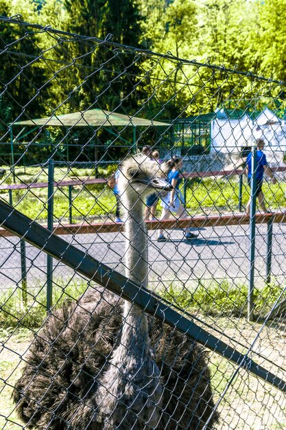 African Ostrich bird in the zoo