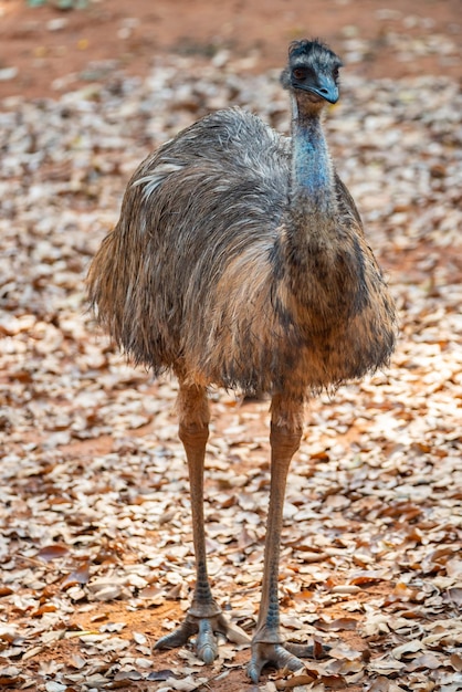 African ostrich standing and strolling around in zoo with dead and dried leaves fallen on earth with nature