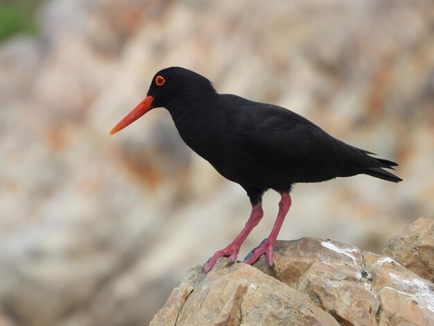 Photo african oystercatcher