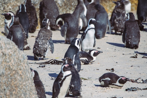 African penguin colony at Boulders beach, South Africa