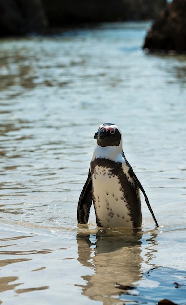 African Penguins at Boulders Beach