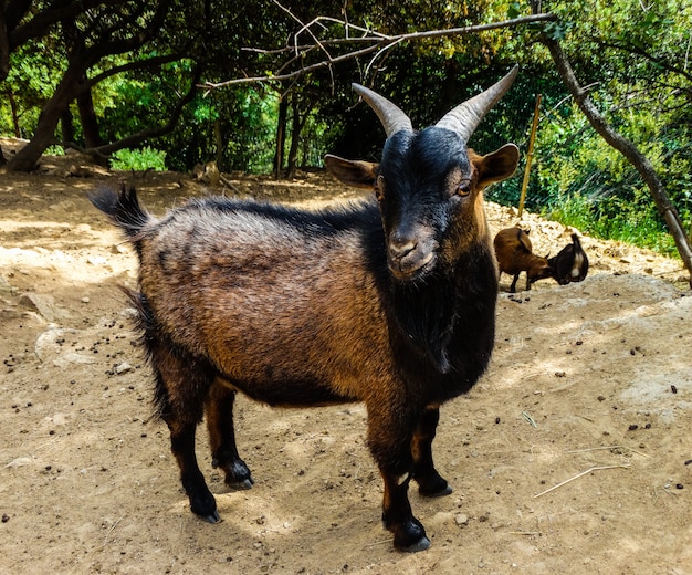 African pygmy goat