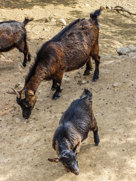 african pygmy goat