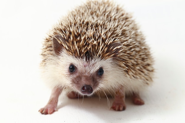 African pygmy hedgehog isolated on white background