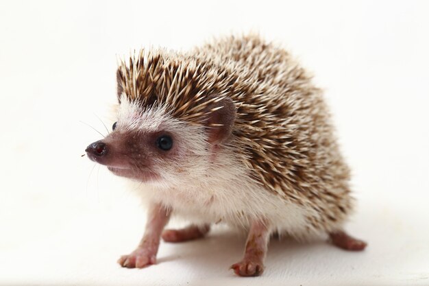 African pygmy hedgehog isolated on white background