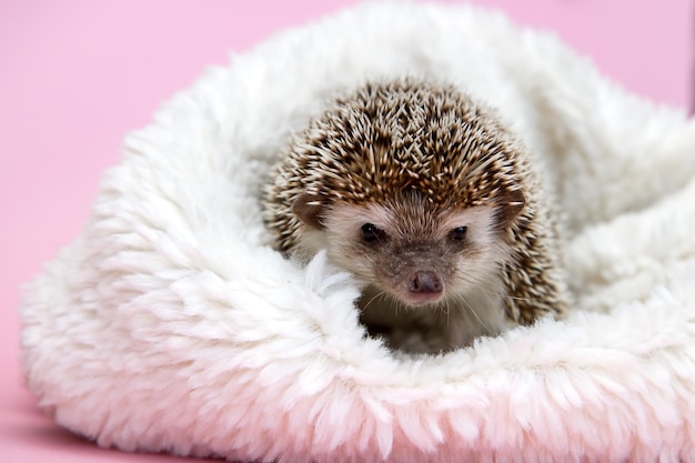 African pygmy hedgehog sits in a white fur plaid