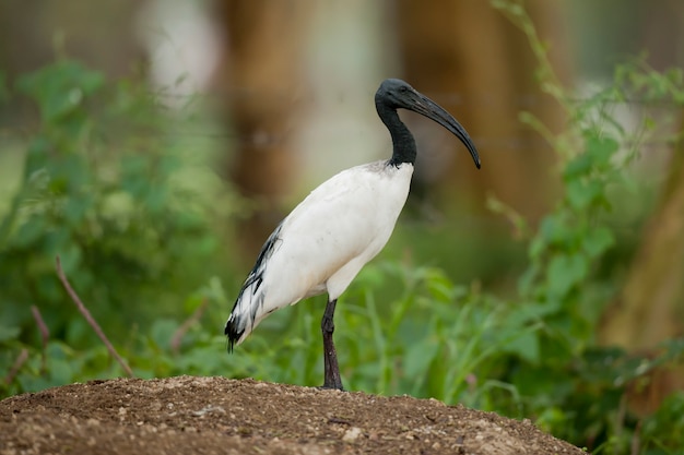 African Sacred Ibis