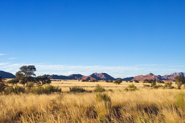 African savanna landscape, Namibia, South Africa