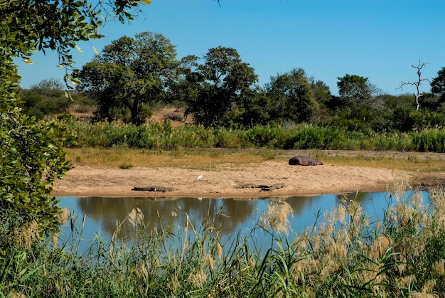 African savannah landscape Kruger National Park South Africa