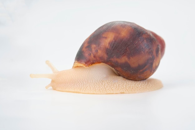 African snail Archachatina Egregia isolated on a white background closeup