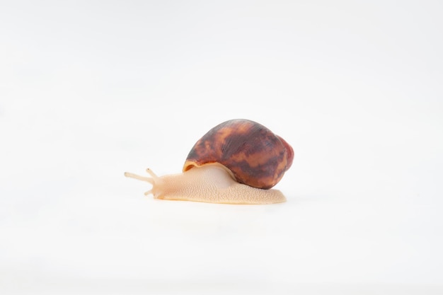 African snail Archachatina Egregia leucist white leg isolated on a white background