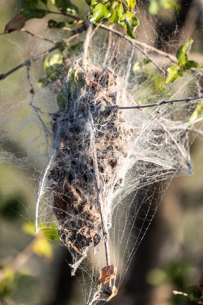 African Social Spider nest Stegodyphus Dumicola