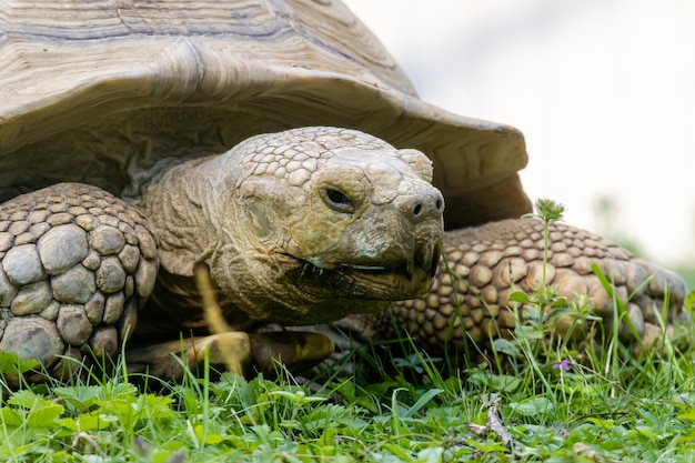 African spurred tortoise close up portrait