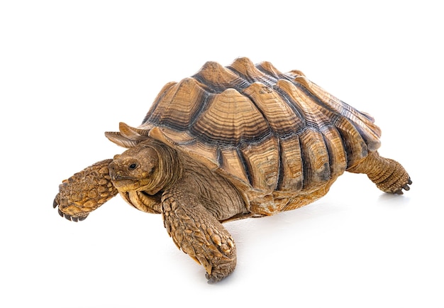 African spurred tortoise in front of white background