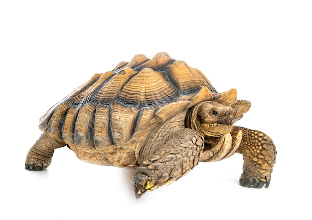 African spurred tortoise in front of white background