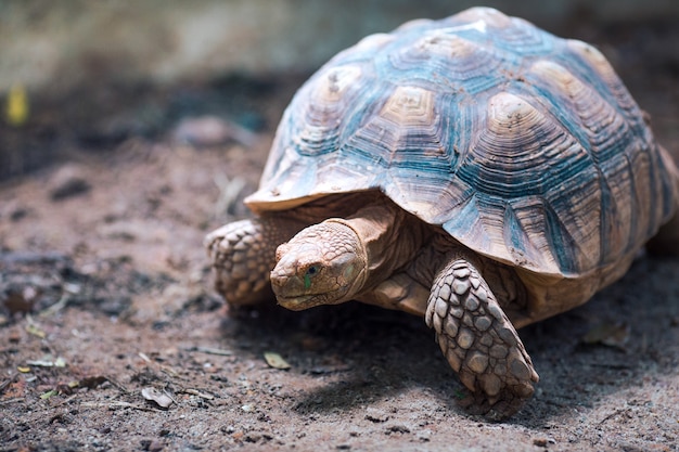 African Spurred Tortoise (Geochelone sulcata) Walking