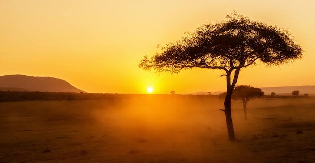 African sunset with acacia tree in Masai Mara, Kenya.