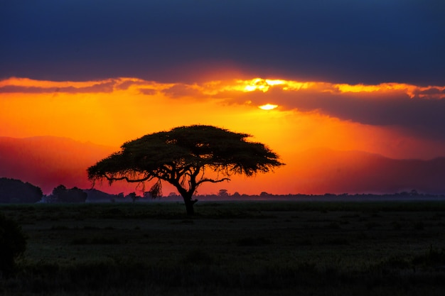 African tree silhouette on sunset in savannah, nature of Africa, Kenya