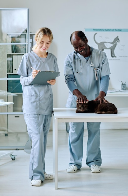 African veterinarian examining domestic cat on table while nurse making notes in medical card