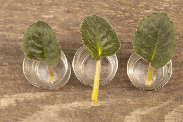 Photo african violet leaves in water african violet propagation concept