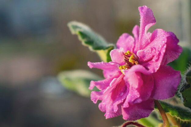 African violet with water drops Photo of petals of blooming African violet with dew drops Macro photo