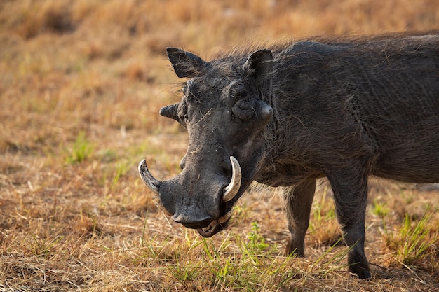 African warthog in Etosha National Park Namibia