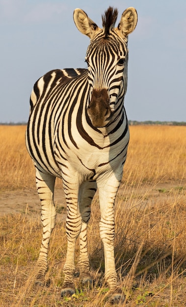 African zebra beautiful animal standing on the steppe, autumn landscape.