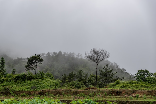 After the rain, the lotus pond in the countryside