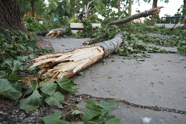 Aftermath of the hurricane July 19 2023 beach Sremska Mitrovica Serbia Broken trees mess on the streets Broken branches bent trunk Chips and trash State of emergency after a catastrophic storm