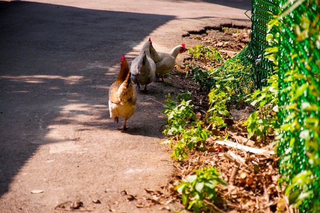 Afternoon sunshine countryside alley a group of chickens foraging