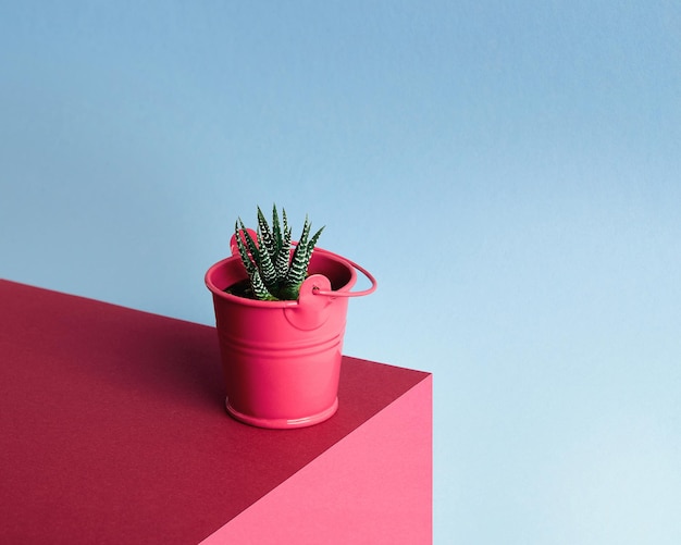 Against a colorful background there is a pink bucket with a small houseplant