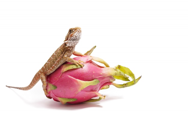 Agama sits on the fruit of pityahya (dragon fruit) as a dragon