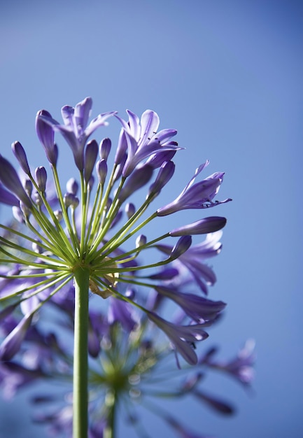 Agapanthus flower African Lily  Blue Agapanthe Agapanthus umbellatus summer nature concept