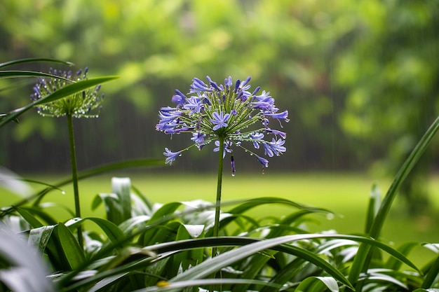 Agapanthus praecox blue lily flower during tropical rain close up African lily or Lily of the Nile is popular garden plant in Amaryllidaceae family Tanzania Africa