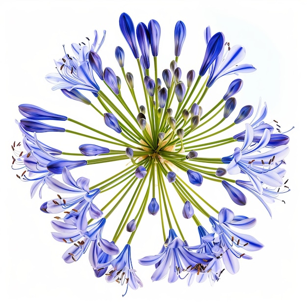 Agapanthus on white background Beautiful Agapanthus flower