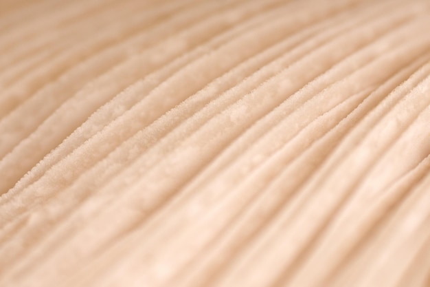 Agaric mushroom gills under cap macro close up photo depth of field photography