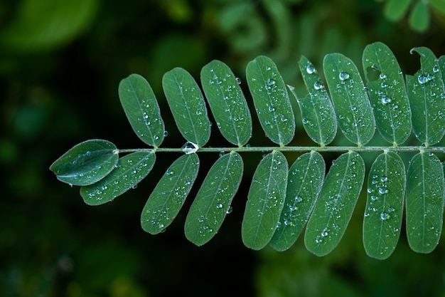 The Agasta leaves or Sesban or Vegetable Humming bird or Humming bird tree, lowkey