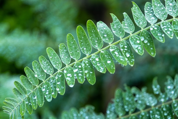 The Agasta leaves or Sesban or Vegetable Humming bird or Humming bird tree, lowkey