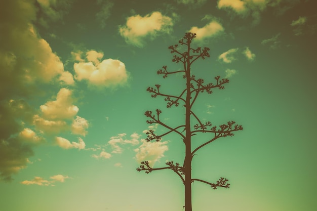 Agave americana top against a sunset sky