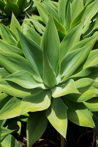 Agave Attenuata cactus plant from Canary Islands