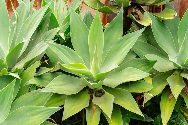 Agave attenuata is a species of flowering plant in the family Asparagaceae