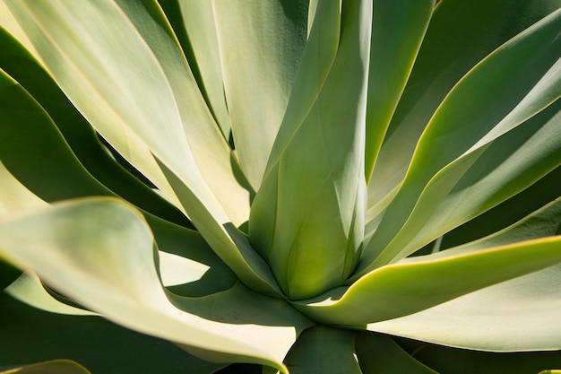 Agave cactus Cactus backdround cacti design or cactaceae pattern