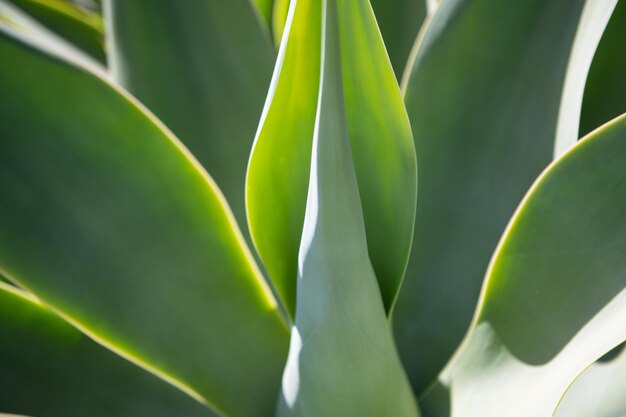 Agave cactus cactus backdround cacti design or cactaceae pattern