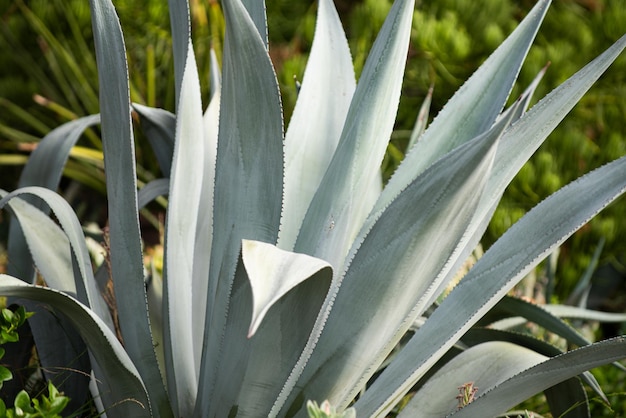 Agave cactus cactus in desert backdround cacti or cactaceae pattern