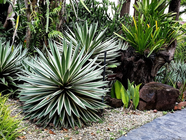 Agave century plant in the garden