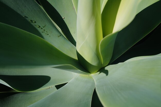 Agave green cactus backdround cacti design or cactaceae pattern