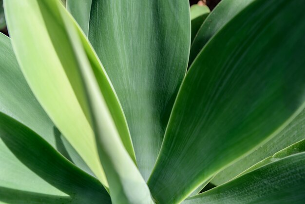 Agave leaf texture background