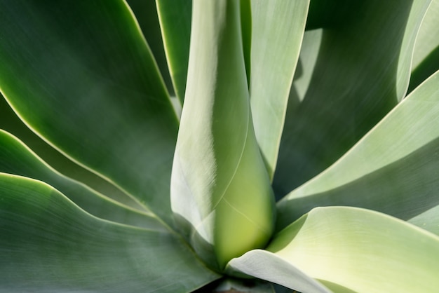 Agave leaf texture background