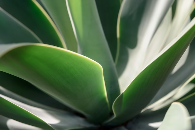 Agave leaf texture background