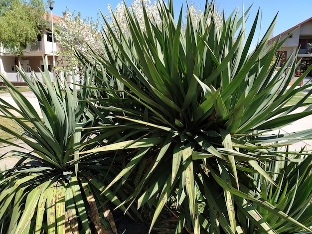 Agave plant with long leaves Several agave bushes Gardening of parks personal plots and courtyards Evergreen